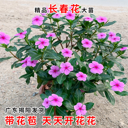 长春花苗 日日春 五瓣梅盆栽 耐热耐旱花期长 开花多五叶梅花苗
