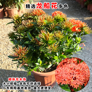 龙船花盆栽当年开花绣球花仙丹花红宝石苗庭园庭院阳台耐养植物