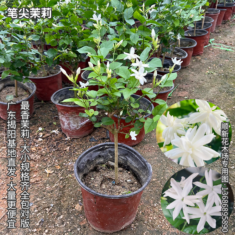 笔尖茉莉花苗浓香型鼻尖盆栽花卉