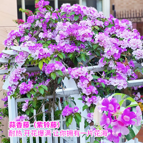 紫铃藤花苗耐晒植物蒜香藤花盆栽