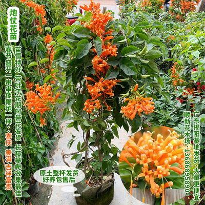 炮仗花花苗鞭炮花围墙攀援植物