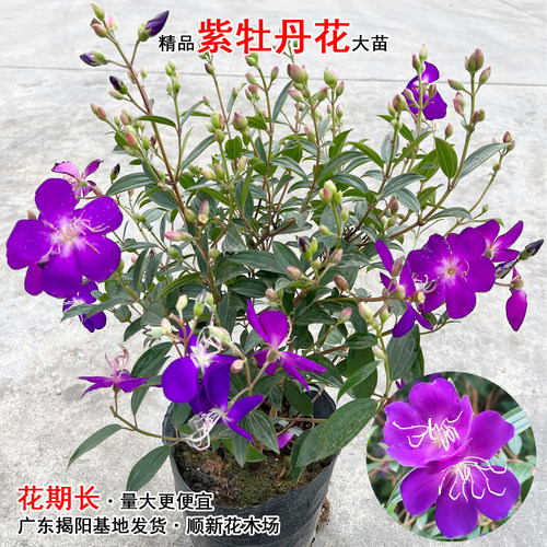 紫牡丹花盆野牡丹开花巴西花苗