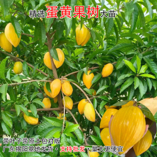 蛋黄果树苗耀堂大苗蛋黄果苗盆栽带叶带土包对版好养木瓜鸡蛋果
