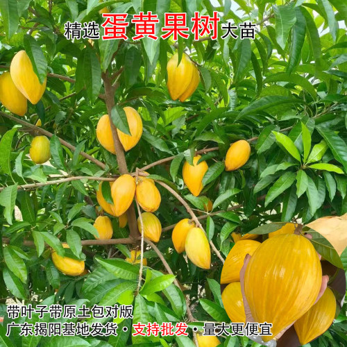 蛋黄果树苗耀堂鸡蛋果苗