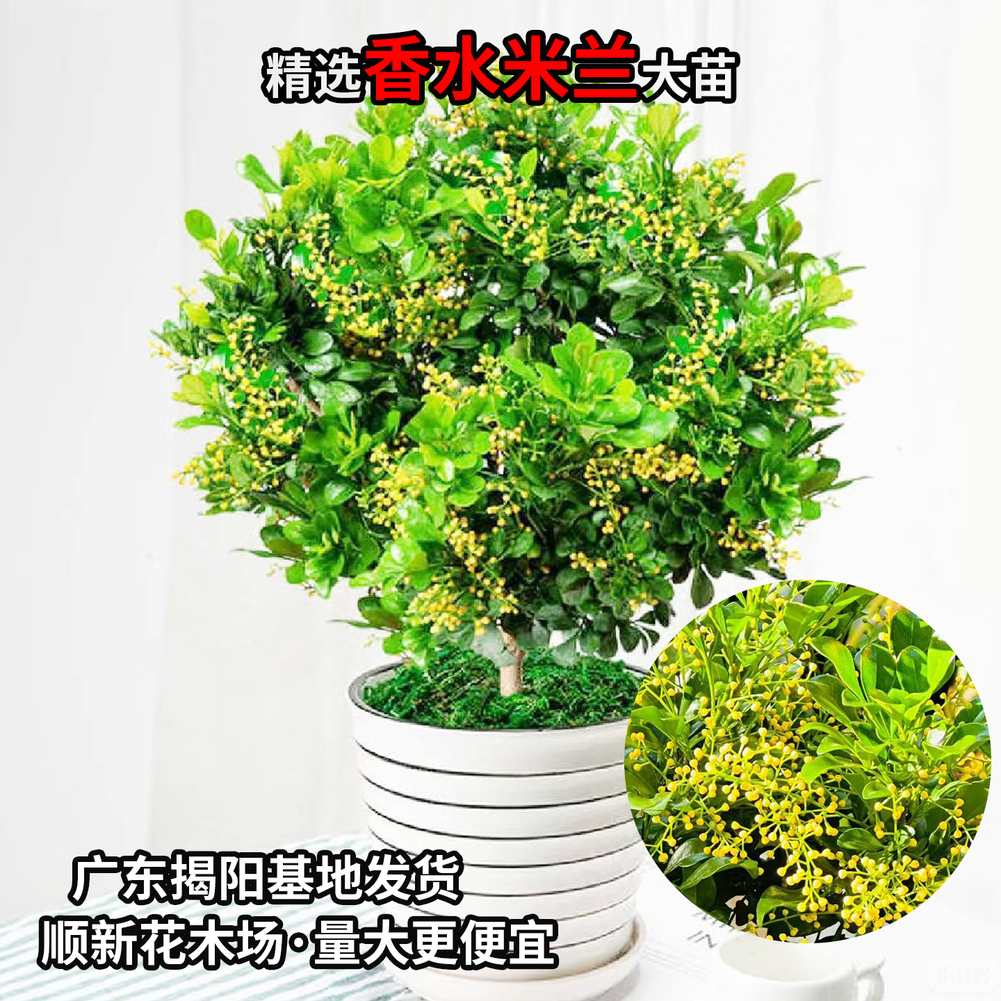 米兰花苗庭院驱蚊虫植物绿植花卉浓香花好养花卉香水米兰多季花卉