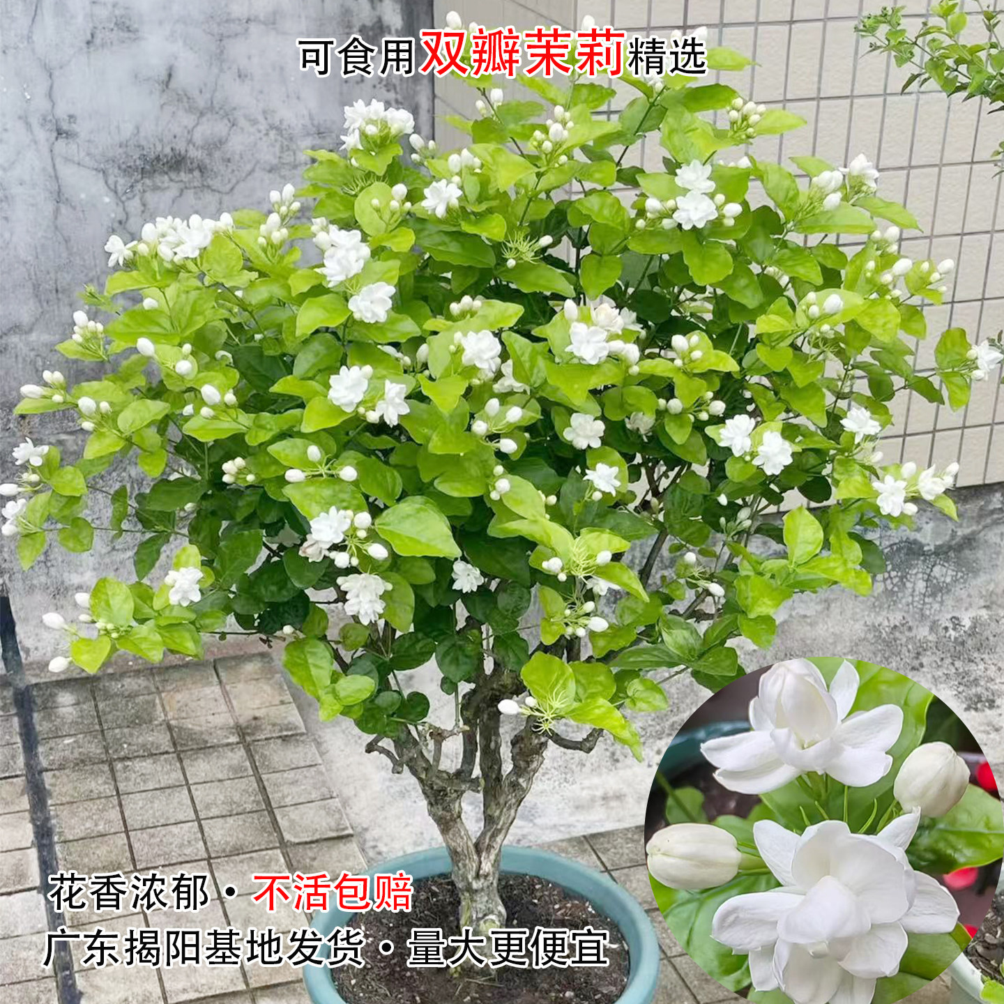 双瓣茉莉花苗带花苞盆栽浓香型绿植花卉重瓣白茉莉花盆栽驱蚊植物