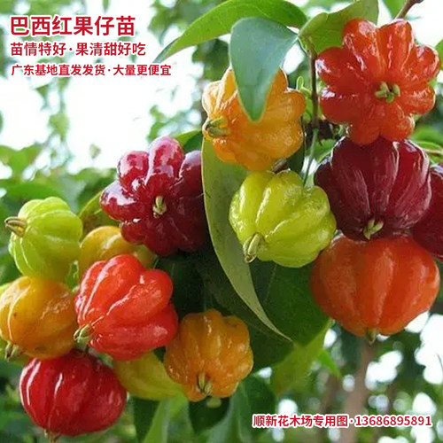 巴西红果仔果树水果吉祥灯笼