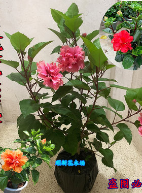 扶桑花盆栽四季朱槿花苗重瓣多色大红花好养绿植耐寒耐热阳台庭院