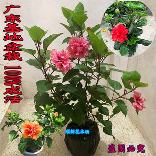扶?；ㄅ柙运募?朱槿花苗重瓣多色大紅花好養(yǎng)綠植耐寒耐熱陽(yáng)臺(tái)庭院