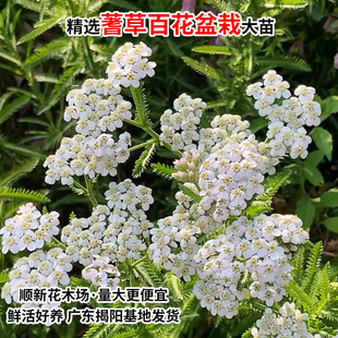 云南蓍草苗千叶蓍草盆栽一支蒿苗蜈蚣蒿锯草飞天蜈蚣苗好养植物苗