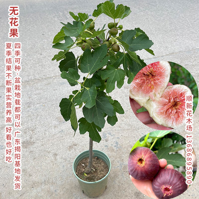 无花果树苗果苗新品种当年结果