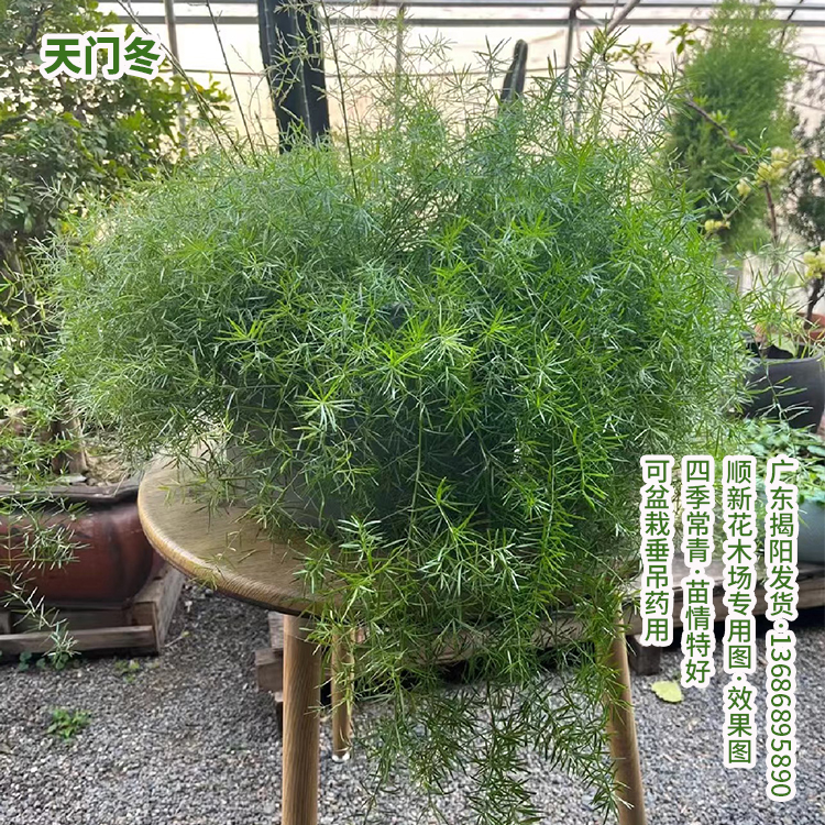 天门冬苗工程绿化植物好养盆栽