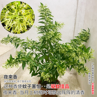 夜来香花苗浓香花木蚊香草盆栽驱蚊花卉四季夜香花当年开花易成活