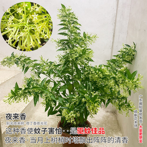 夜来香花苗浓香花木蚊香草盆栽