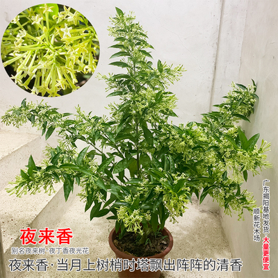 夜来香花苗浓香花木蚊香草盆栽