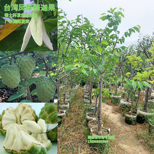 释迦果树苗台湾凤梨果苗接嫁番荔枝果苗大果林檎果苗好养带土发货