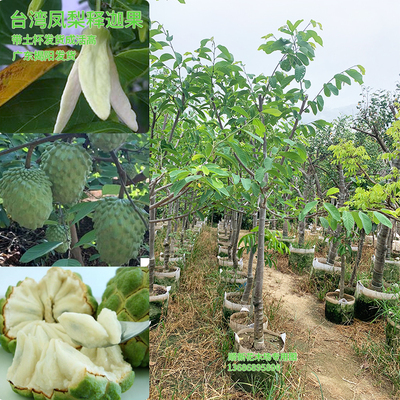 台湾凤梨释迦果苗大果林檎果四季