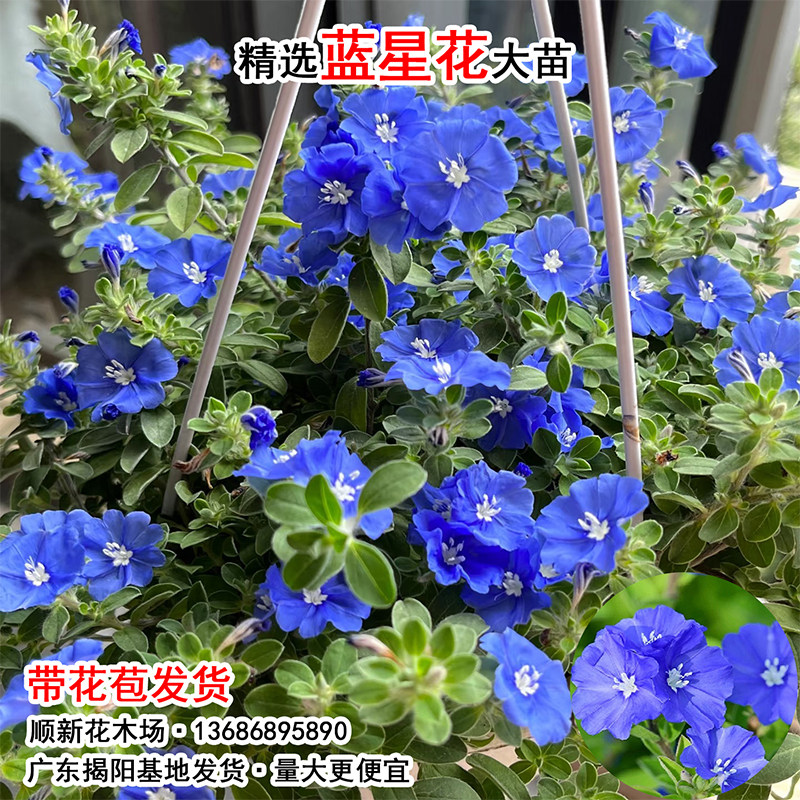 垂吊花苗蓝星花盆栽好养蓝色花苗