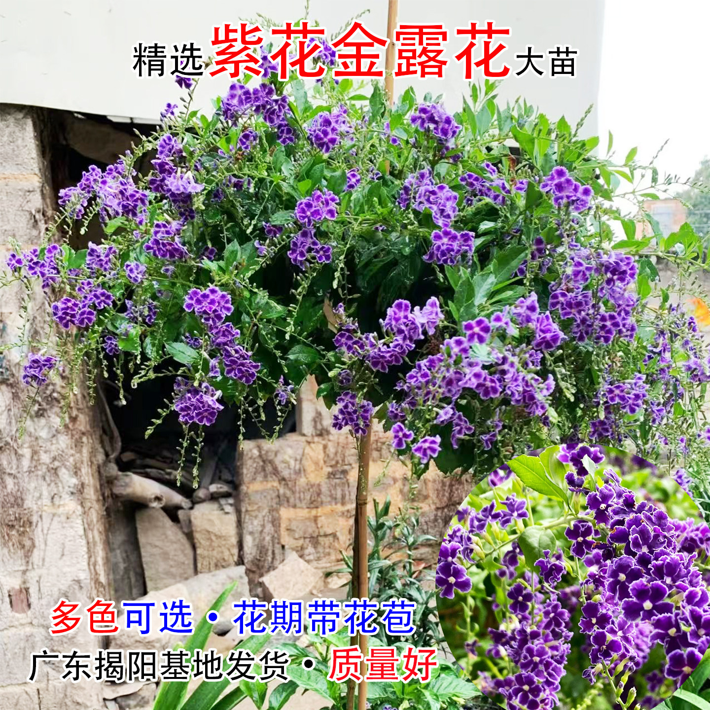 蕾丝金露花盆栽蓝精灵花苗白花蕾丝金露花苗耐热巧克力花多季开花