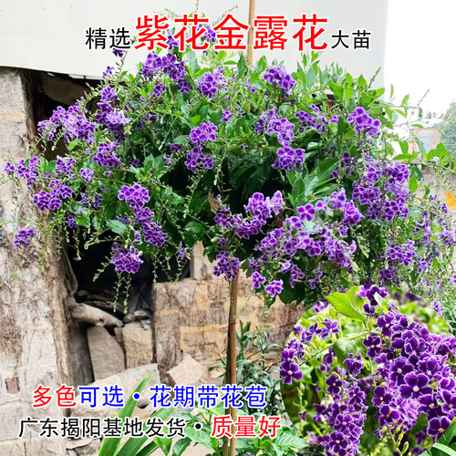 蕾丝金露花花苗连翘四季巧克力花