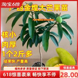 嫁接芒果树苗四季桂七贵妃台当年结果精品黄金农庭院阳台盆栽常绿