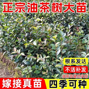 广西油茶苗软枝茶子树嫁接茶油树苗大果白花茶油树苗【带土带叶】