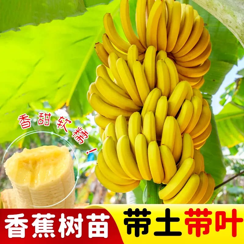 香蕉树苗带土带叶当年结果超甜图片