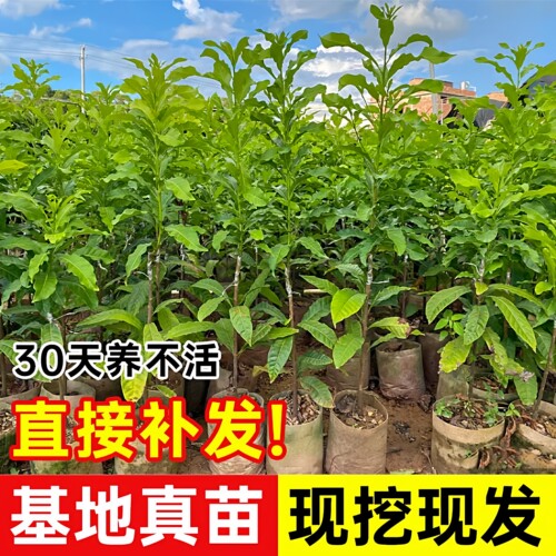 冬蜜黄晶果嫁接苗耐寒耐旱易种