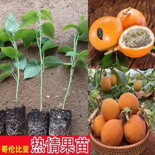 嫁接百香果热情果树苗果树苗当年结果盆栽地栽带土带叶耐寒四季常