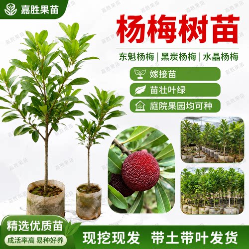 杨梅嫁接树苗盆栽现挖现发带土