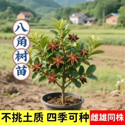 庭院耐寒八角大红苗高产食用