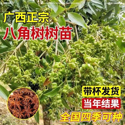 正品四季高产大红八角果树苗矮化古龙罗马大料八角当年结果北种植