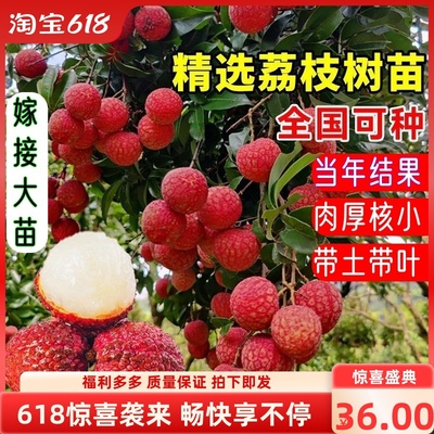 荔枝大苗正宗嫁接高产树苗
