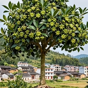 风水矮化嫁接八角树果树苗四季结果南北方种植庭院盆栽现挖现发