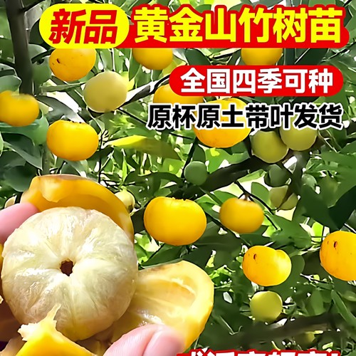 泰国嫁接岭南黄金山竹当年果易活