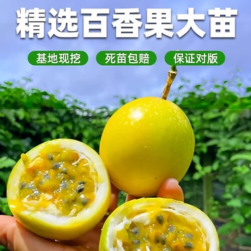 广西纯甜黄金百香果苗当年结果