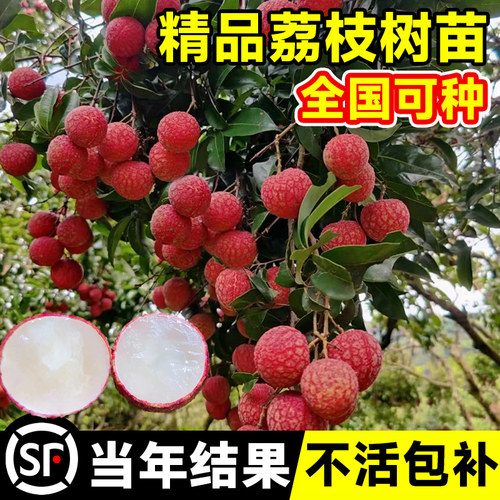 无核桂味荔枝树苗嫁接当年结果