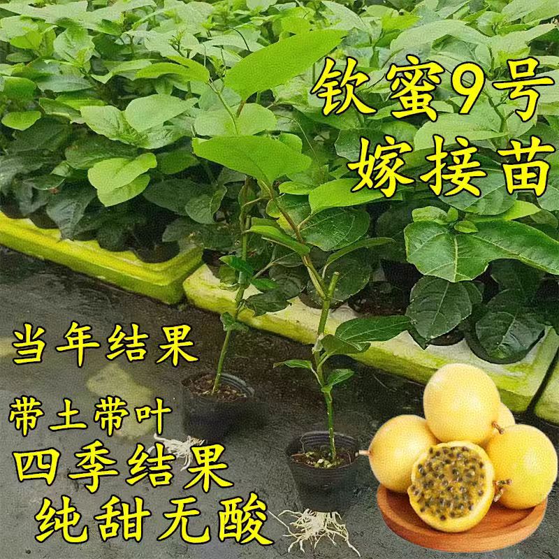 钦蜜9号百香果苗广西纯甜黄金树苗庭院盆栽种植当年结果带土四季