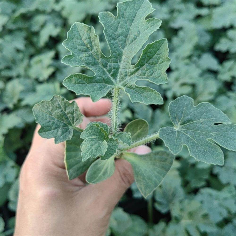 嫁接西瓜苗8424西瓜苗甜王麒麟美都黑美人懒汉西瓜秧盆栽