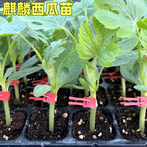 西瓜苗秧嫁接苗8424麒麟美都带土壮苗超甜高产南方阳台水果蔬菜苗