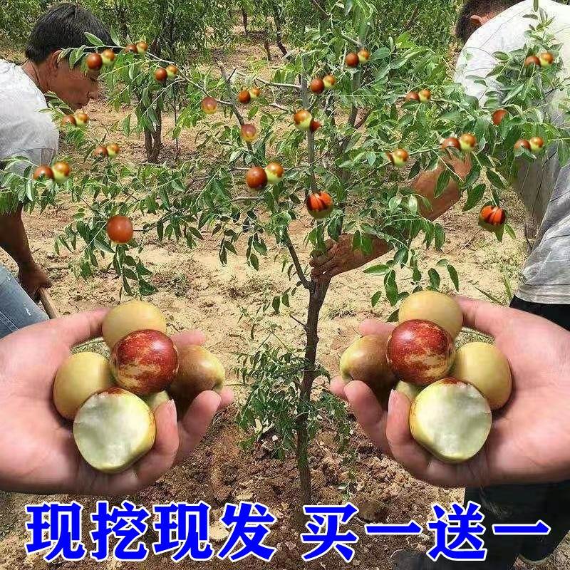 枣树活苗南北方种植当年结果特大超甜大枣庭院地载沾化冬枣果树苗