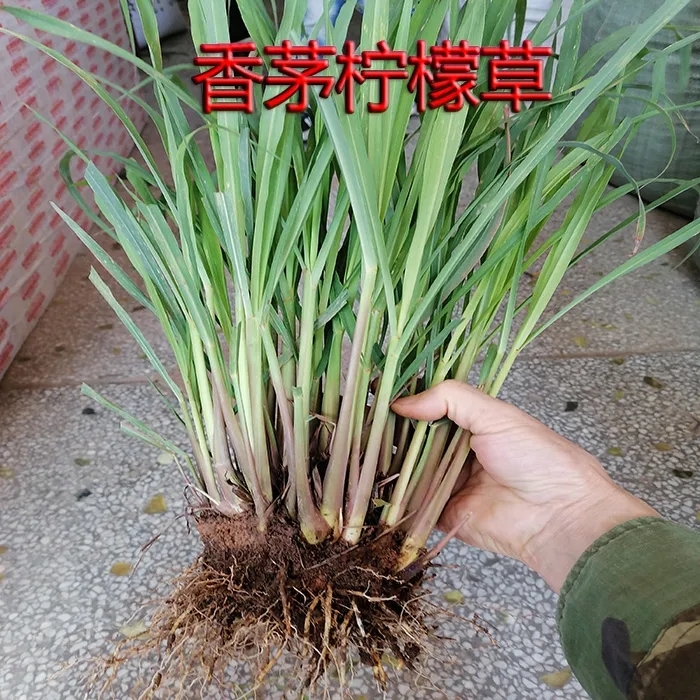 30棵包邮新鲜香茅草种苗柠檬草苗盆栽香草泰国香草冬阴功汤料