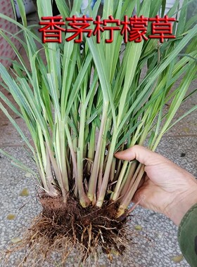 30棵包邮新鲜香茅草种苗 柠檬草苗 盆栽香草 泰国香草 冬阴功汤料