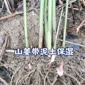 山姜南姜种苗广西长寿之乡高良姜野生原种苗去汗斑卤肉料煲汤香料