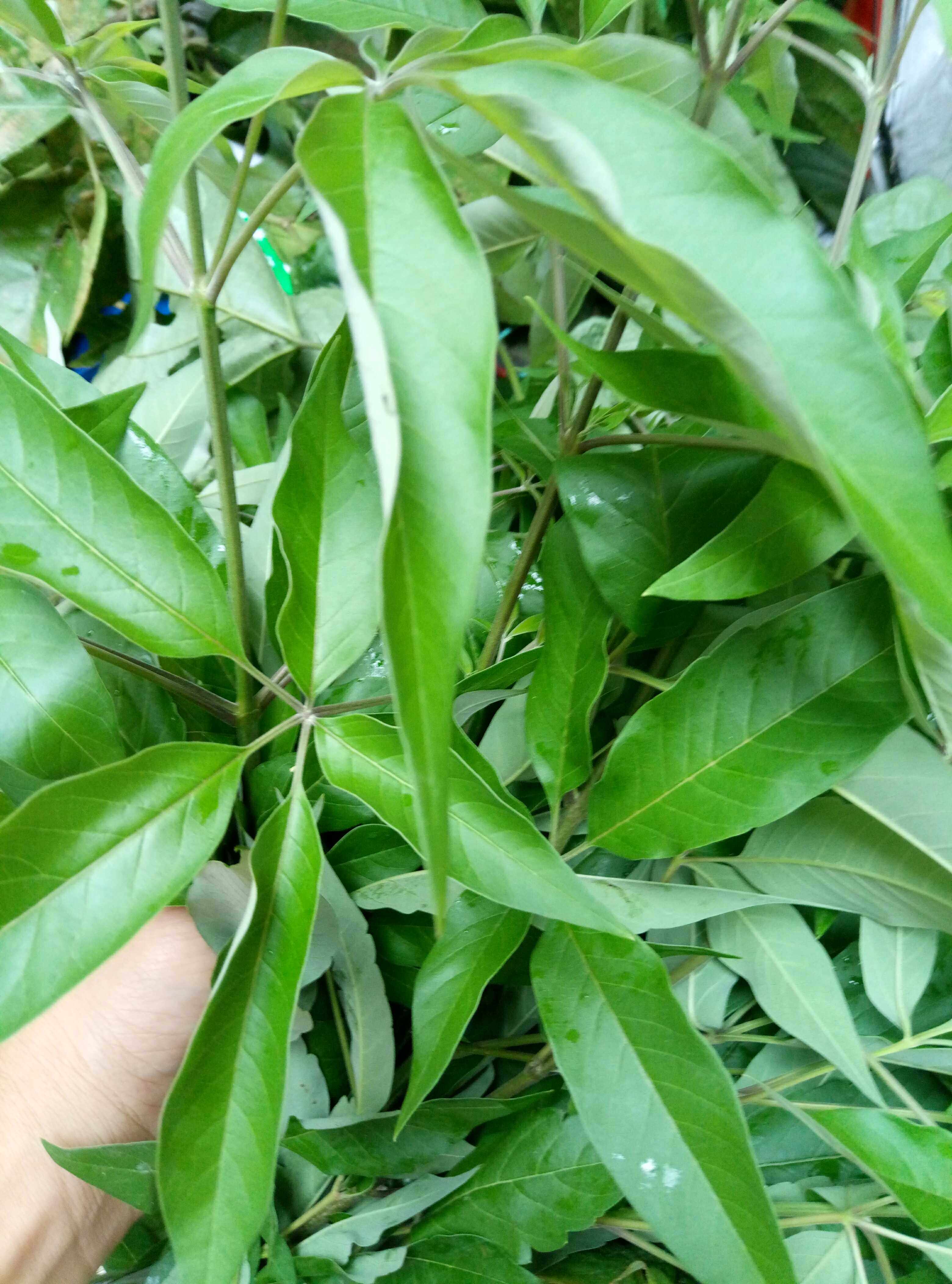 新鲜采摘五指枫牡荆条棵柑风黄荆柴 黄金子 月子 产妇洗澡草山药