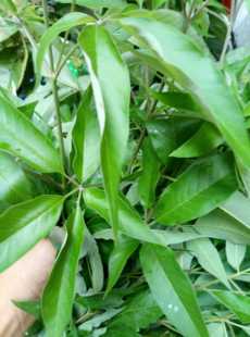 新鲜采摘五指枫牡荆条棵柑风黄荆柴黄金子月子产妇洗澡草山药2斤