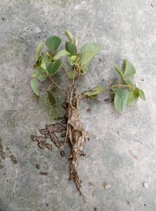毛排钱草苗金钱豹钱串钱树