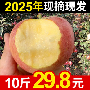 苹果水果徐州丰县大沙河苹果10斤带箱红富士冰糖心脆甜野生丑萍果