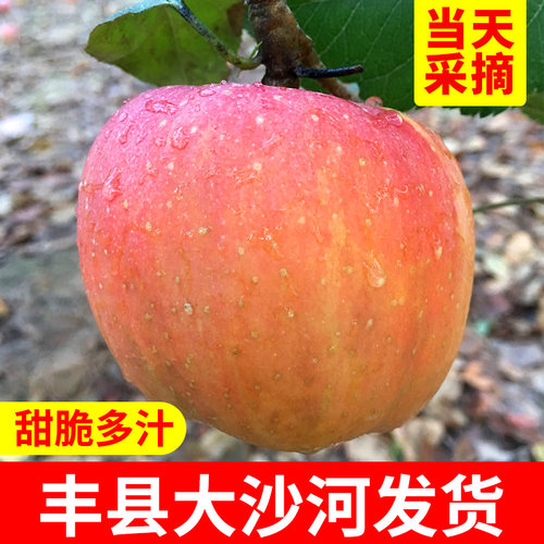 大沙河徐州丰县红富士脆甜多汁
