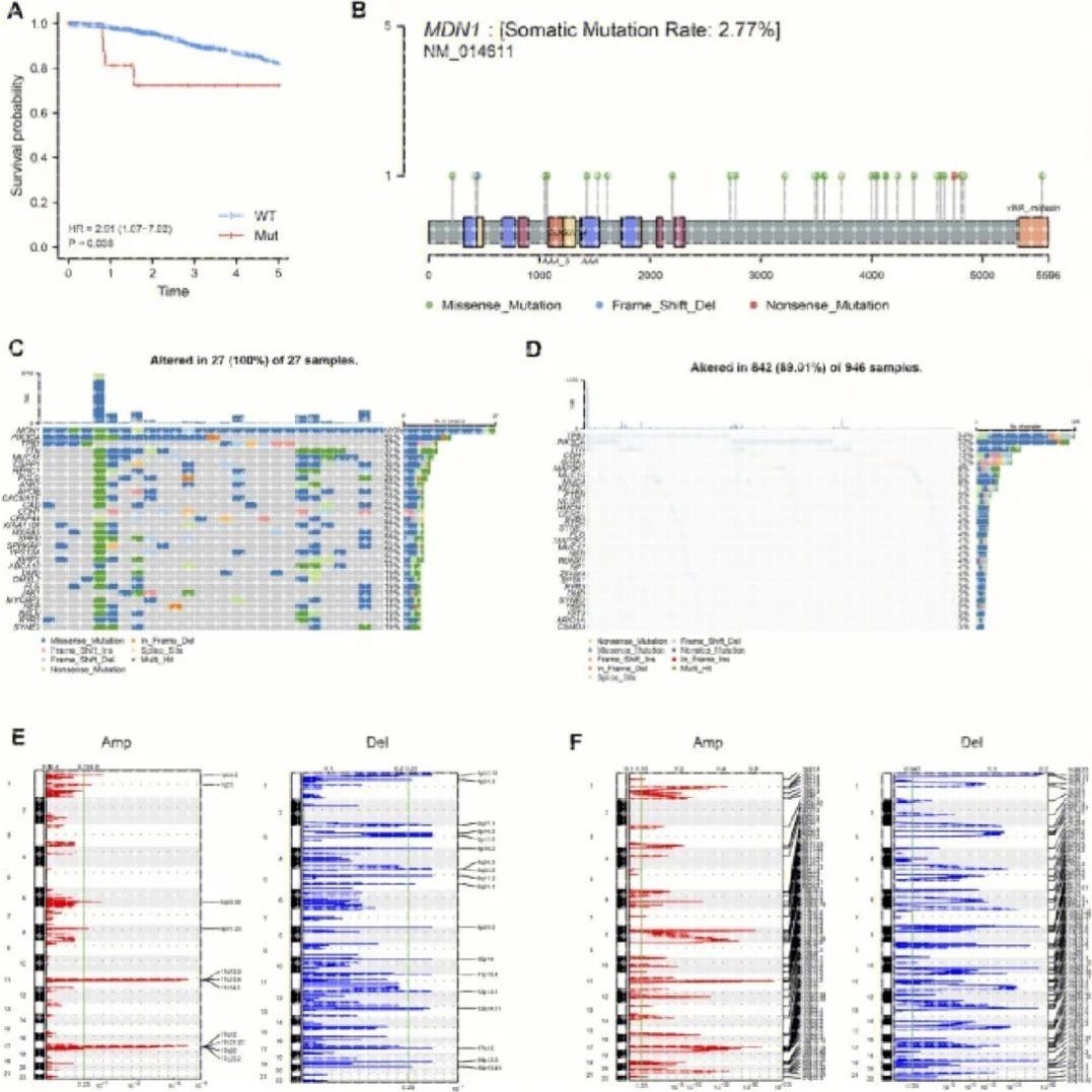生信分析基因蛋白质测序数据分析差异分析富集分析R语言Python